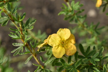 Yellow flower of the rosaceae flower close-up