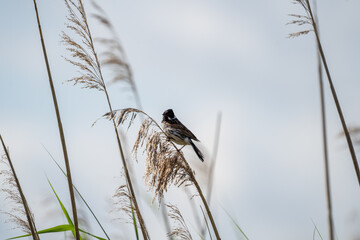 bird on the beach on a branch