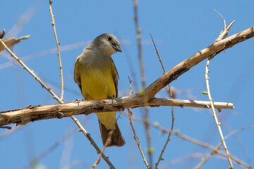 Caspian Tern Performs Flight Aerobatics While Fishing on a Foggy Day