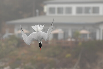 Caspian Tern Performs Flight Aerobatics While Fishing on a Foggy Day