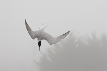Caspian Tern Performs Flight Aerobatics While Fishing on a Foggy Day