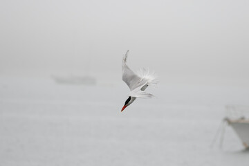 Caspian Tern Performs Flight Aerobatics While Fishing on a Foggy Day