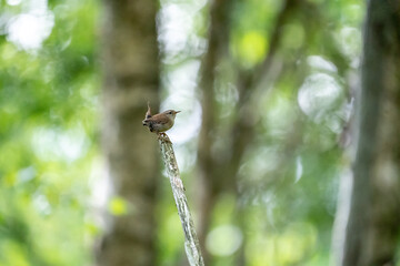 Eurasian wren bird in a forest on a branch