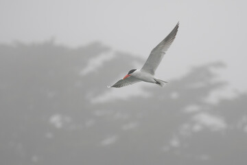 Caspian Tern Performs Flight Aerobatics While Fishing on a Foggy Day