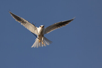 White-Tailed Kite Carrying Nesting Material in Flight