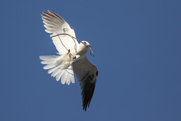 White-Tailed Kite Carrying Nesting Material in Flight
