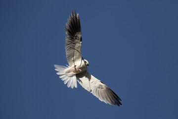 White-Tailed Kite Carrying Nesting Material in Flight