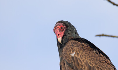 Portrait of Perched Turkey Vulture