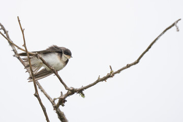 Juvenile Tree Swallow Braces Against the Wind on a Gray Morning
