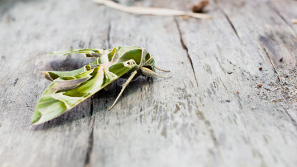 The Oleandar Hawk Moth or army green moth, is a moth of the family Sphingidae perched on a wooden floor.