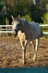 Arabian horse fleabitten grey walks in paddock