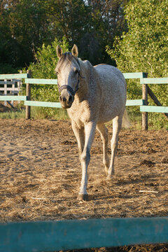 Arabian horse fleabitten grey walks in paddock