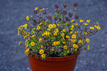 Beautiful small yellow flowers growing in a pot outdoors