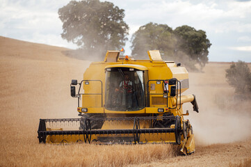 Combine harvester collecting wheat in field
