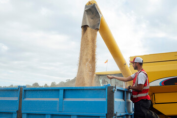 Worker standing near combine harvester unloading grains