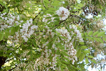 Acacia flowers
