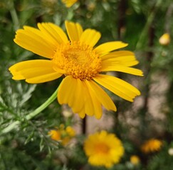 yellow flower in a garden