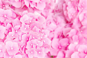 Hydrangea pink flower closeup. Beautiful Hortensia blooming in summer garden. Beauty pink and white colour Hydrangea flower close up. Nature floral backdrop. Easter, Birthday, Nature concept.