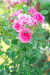 Pink roses in the garden. Floral summer background.
