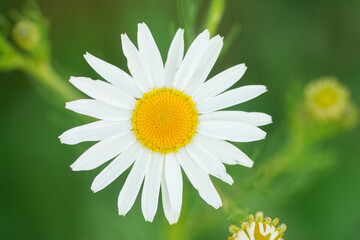 Fototapeta premium Meadow of white Chamomile flowers in the morning sun close up. Herbal medicine...