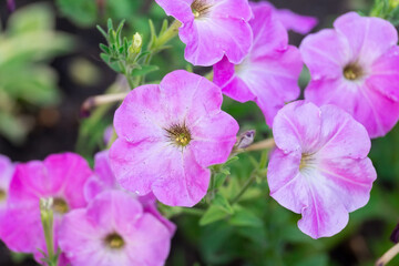 Close up of a flower border with colouful flowering Petunia Wave Sweetheart...
