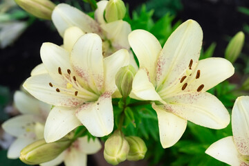 White lilium flower, Lilium L in natural light at the garden. one big flower.