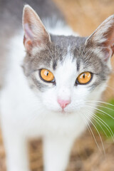Cute cat playing in the park on rainy day..