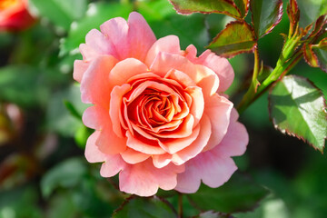 Pink roses in the garden. Floral summer background..