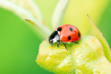 Fototapeta premium ladybug (Coccinellidae) on parsley stem and green background