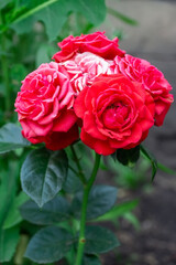 Pink roses in the garden. Floral summer background....