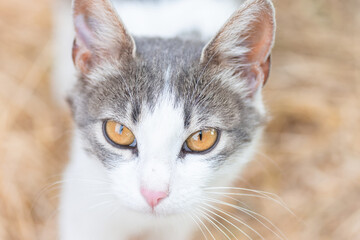Cute cat playing in the park on rainy day.