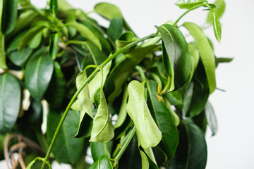 Withered jasmine leaves. Bad hoopoe for indoor plants, lack of watering