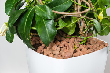 Drainage in a flower pot on the surface, houseplant jasmine.