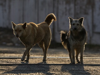 Russia, South of Western Siberia. A dogs of an unknown breed is resting carelessly in the rays of...