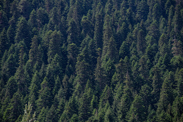 Pine forest in the mountains.  Forest texture.