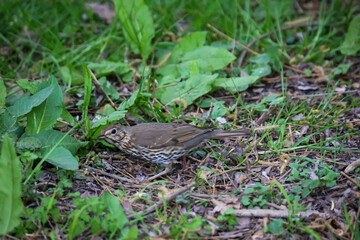Eine Singdrossel, Drossel sammelt Würmer für ihren Nachwuchs auf einer Wiese.
