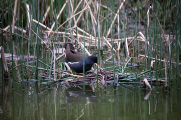 Eine Teichralle, ein Teichhuhn auf ihrem Nest zum brüten.

