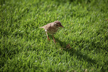Portrait eines Kanarenpieper, Anthus berthelotii, ein Singvogel der Stelzen und Pieper.
