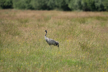 Wild Red-crowned crane in a field