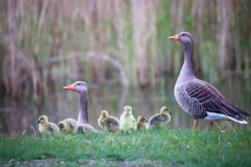 Eine Familie Graugänse mit ihrem Nachwuchs an einem Teich.
