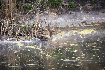 Eine Familie Graugänse mit ihrem Nachwuchs an einem Teich.
