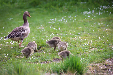 Eine Familie Graugänse mit ihrem Nachwuchs an einem Teich.
