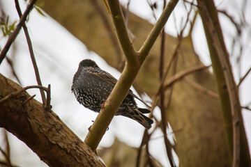 Auf einem Baum ist ein Star, ein Singvogel.
