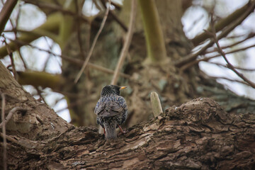 Auf einem Baum ist ein Star, ein Singvogel.
