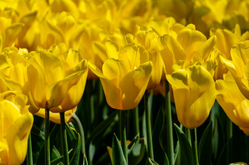 Obraz premium Yellow tulips in garden, spring