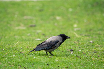 blackbird on the grass