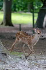 Naklejka na ściany i meble roe baby deer in the woods, bambi