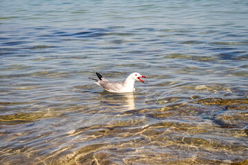 Portrait von Möwen an der See, am atlantischen Ozean.
