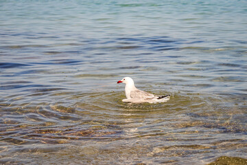 Fototapeta premium Portrait von Möwen an der See, am atlantischen Ozean. 