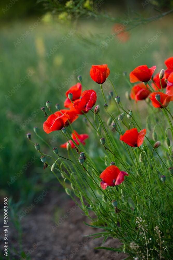 Wall mural red field poppies on a green background